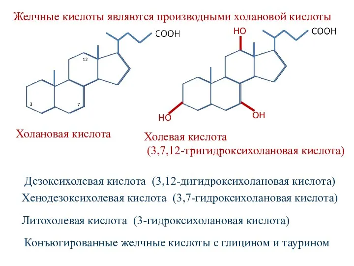 Холановая кислота Желчные кислоты являются производными холановой кислоты Холевая кислота (3,7,12-тригидроксихолановая