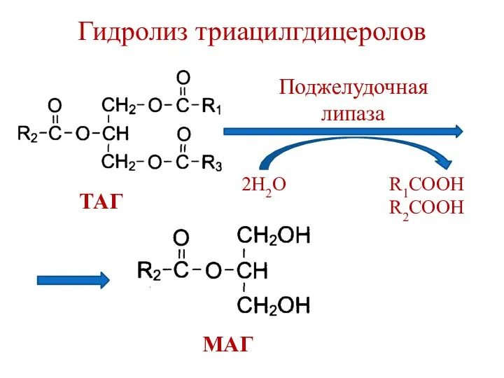 Гидролиз триацилгдицеролов Поджелудочная липаза 2Н2О R1COOH R2COOH ТАГ МАГ