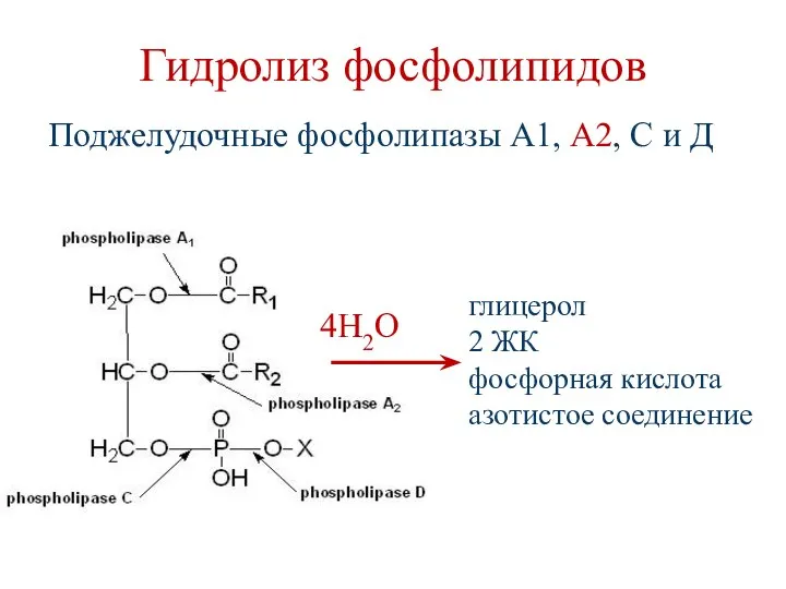 Гидролиз фосфолипидов Поджелудочные фосфолипазы А1, А2, С и Д 4Н2О глицерол