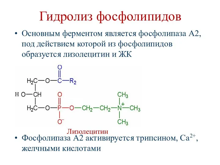 Гидролиз фосфолипидов Основным ферментом является фосфолипаза А2, под действием которой из