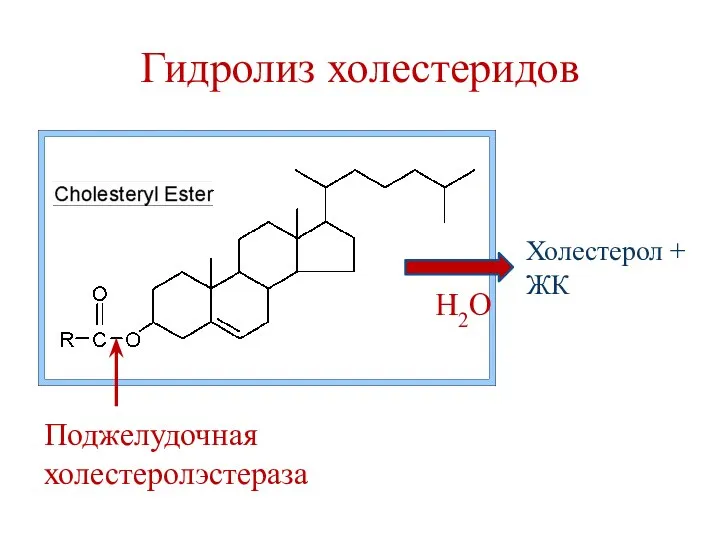 Гидролиз холестеридов Поджелудочная холестеролэстераза Холестерол + ЖК Н2О