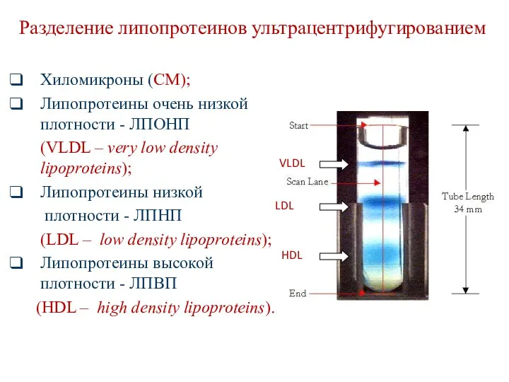 Разделение липопротеинов ультрацентрифугированием HDL VLDL LDL Хиломикроны (CM); Липопротеины очень низкой