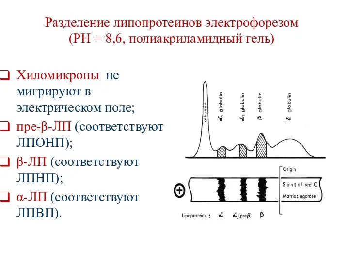 Разделение липопротеинов электрофорезом (PH = 8,6, полиакриламидный гель) Хиломикроны не мигрируют