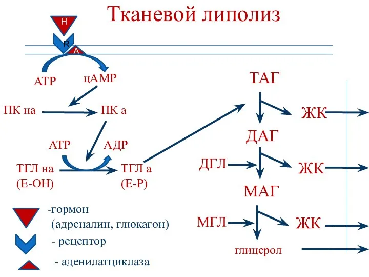 Тканевой липолиз R H A АТР цАМР ПК на ПК а