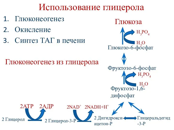 Использование глицерола Глюконеогенез Окисление Синтез ТАГ в печени Глюконеогенез из глицерола