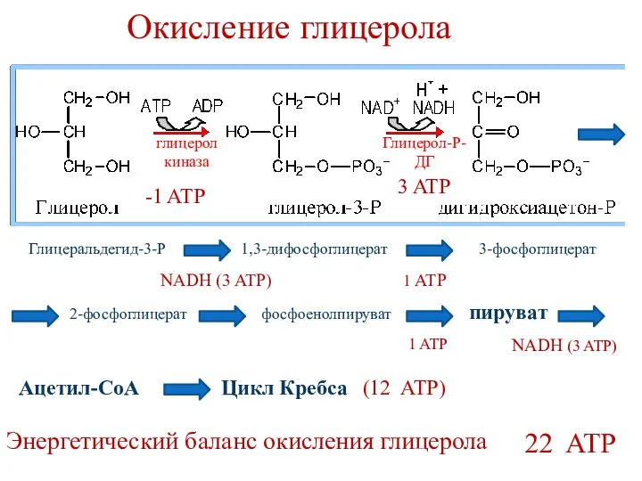 Окисление глицерола Глицеральдегид-3-Р 1,3-дифосфоглицерат 3-фосфоглицерат 2-фосфоглицерат фосфоенолпируват пируват Ацетил-СоА Цикл Кребса