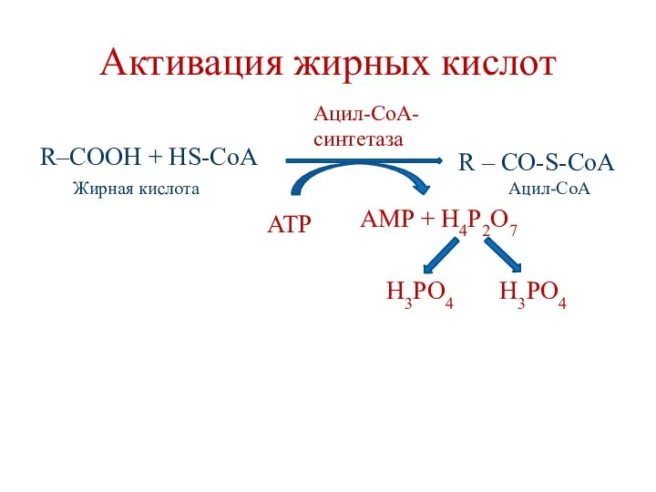 Активация жирных кислот R–COOH + HS-CoA ATP AMP + H4P2O7 H3PO4