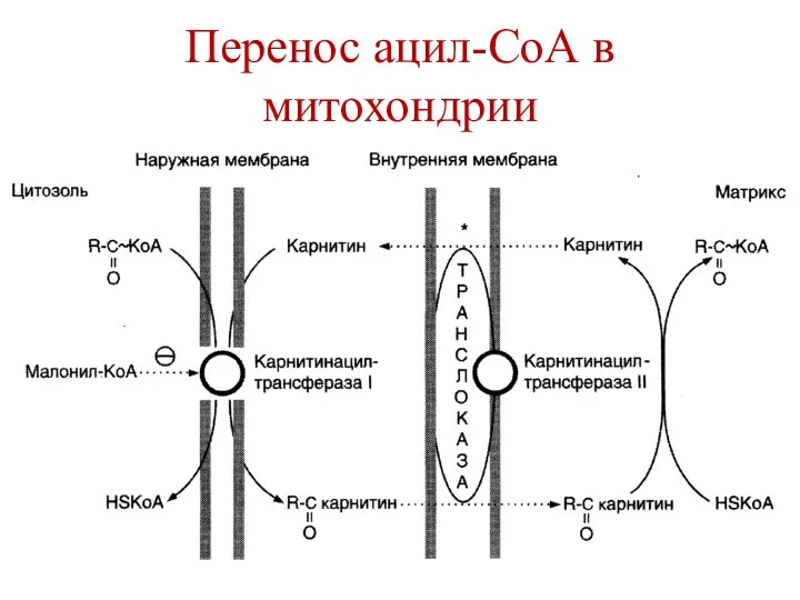 Перенос ацил-СоА в митохондрии