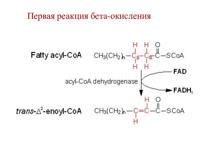 Первая реакция бета-окисления