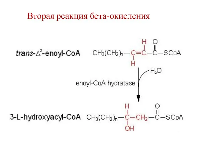 Вторая реакция бета-окисления