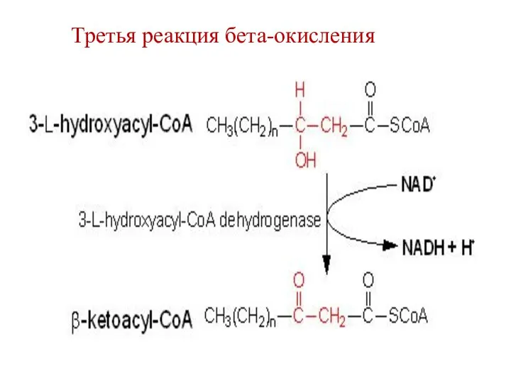 Третья реакция бета-окисления