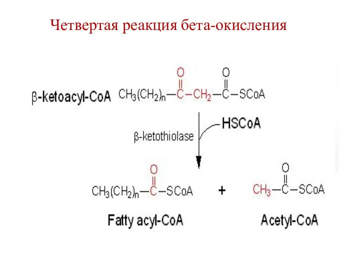 Четвертая реакция бета-окисления