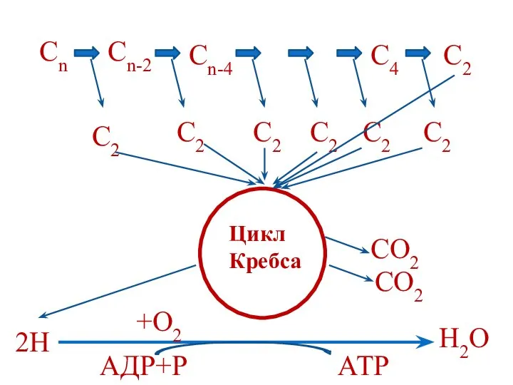 Сn Сn-4 С4 С2 Сn-2 С2 С2 С2 С2 С2 С2