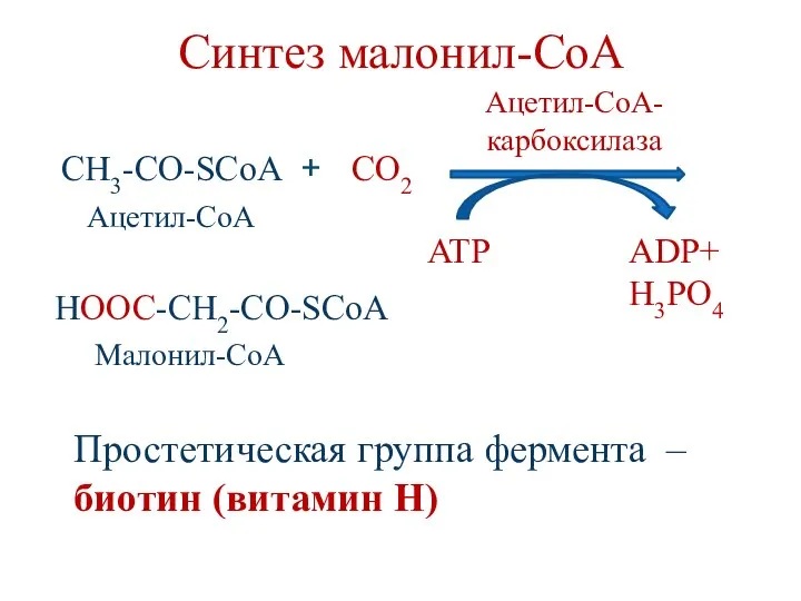 Синтез малонил-СоА CH3-CO-SCoA + HOOC-CH2-CO-SCoA CO2 ATP ADP+ H3PO4 Ацетил-CoA- карбоксилаза