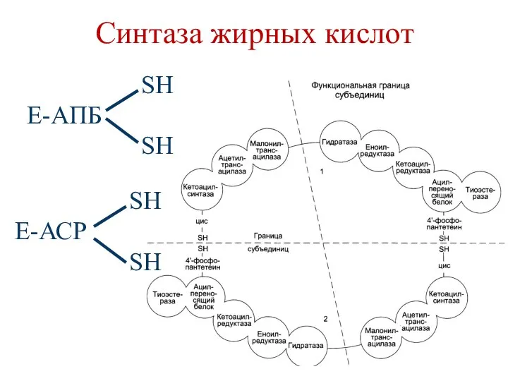 Синтаза жирных кислот SН Е-АПБ SH SН Е-АСР SH