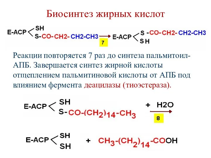 Биосинтез жирных кислот Реакции повторяется 7 раз до синтеза пальмитоил-АПБ. Завершается