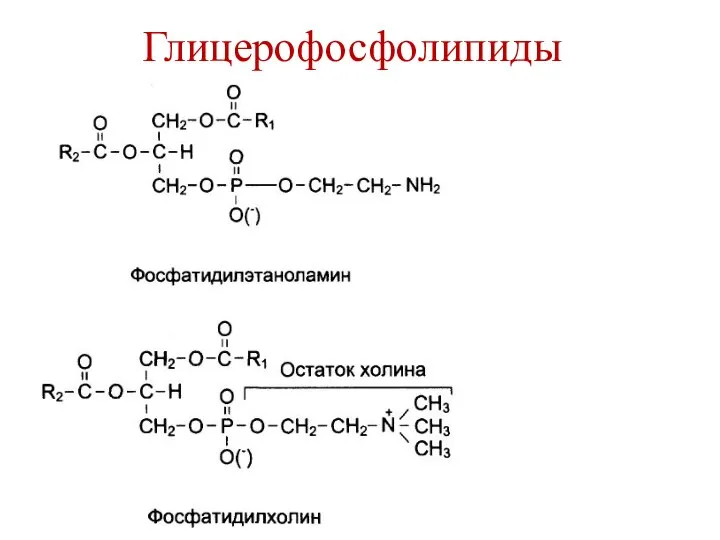 Глицерофосфолипиды