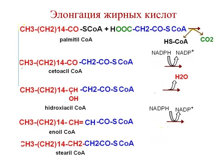 Элонгация жирных кислот