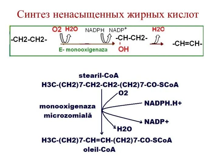 Синтез ненасыщенных жирных кислот