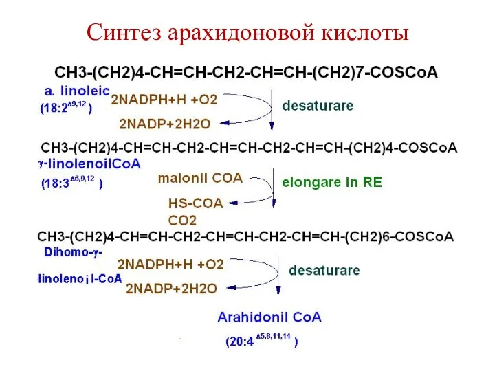 Синтез арахидоновой кислоты