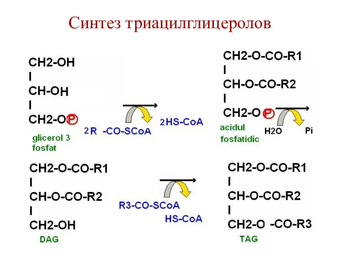 Синтез триацилглицеролов