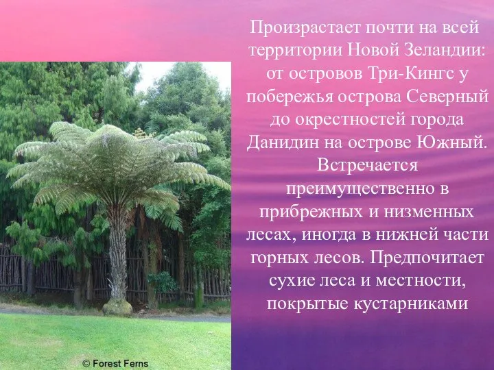 Произрастает почти на всей территории Новой Зеландии: от островов Три-Кингс у