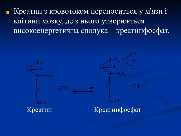 Креатин з кровотоком переноситься у м'язи і клітини мозку, де з