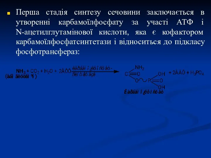 Перша стадія синтезу сечовини заключається в утворенні карбамоїлфосфату за участі АТФ