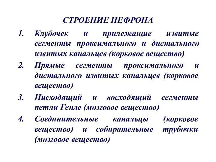 СТРОЕНИЕ НЕФРОНА Клубочек и прилежащие извитые сегменты проксимального и дистального извитых