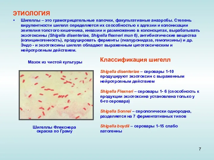 ЭТИОЛОГИЯ Шигеллы – это грамотрицательные палочки, факультативные анаэробы. Степень вирулентности шигелл