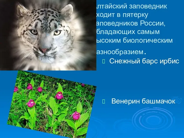 Алтайский заповедник входит в пятерку заповедников России, обладающих самым высоким биологическим