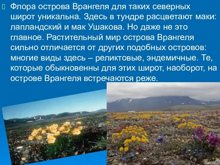 Флора острова Врангеля для таких северных широт уникальна. Здесь в тундре