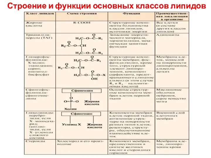 Строение и функции основных классов липидов человека