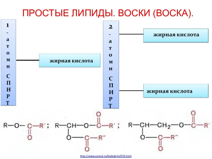 ПРОСТЫЕ ЛИПИДЫ. ВОСКИ (ВОСКА). http://www.xumuk.ru/biologhim/073.html