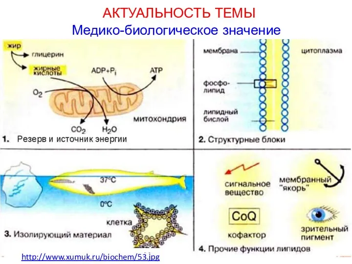 АКТУАЛЬНОСТЬ ТЕМЫ Медико-биологическое значение http://www.xumuk.ru/biochem/53.jpg