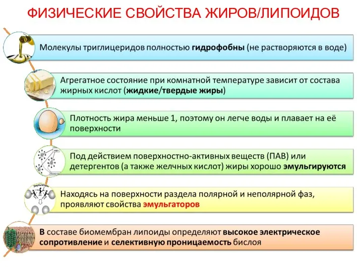 ФИЗИЧЕСКИЕ СВОЙСТВА ЖИРОВ/ЛИПОИДОВ