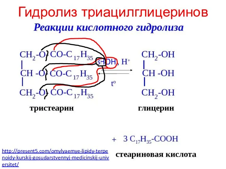 Гидролиз триацилглицеринов http://present5.com/omylyaemye-lipidy-terpenoidy-kurskij-gosudarstvennyj-medicinskij-universitet/