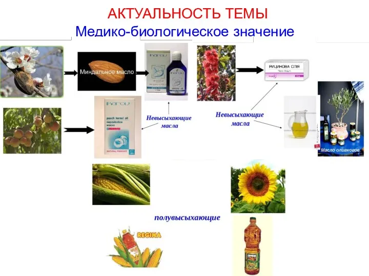 АКТУАЛЬНОСТЬ ТЕМЫ Медико-биологическое значение