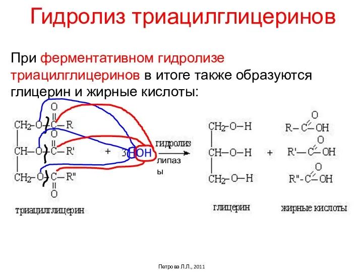 Гидролиз триацилглицеринов При ферментативном гидролизе триацилглицеринов в итоге также образуются глицерин