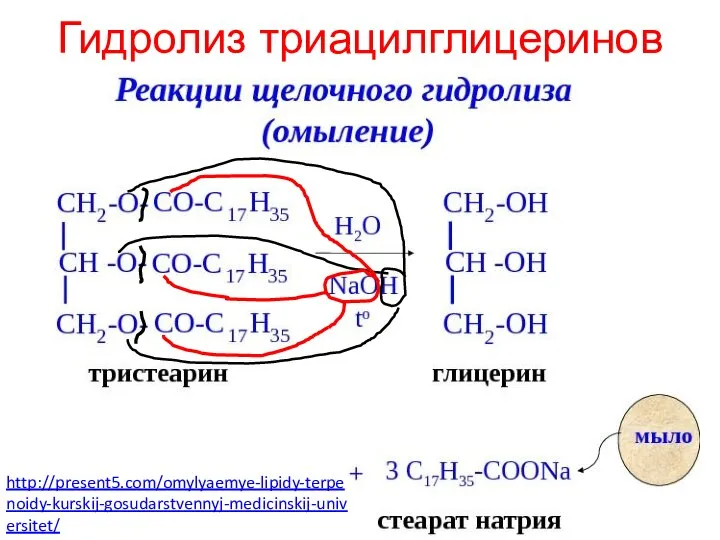 Гидролиз триацилглицеринов http://present5.com/omylyaemye-lipidy-terpenoidy-kurskij-gosudarstvennyj-medicinskij-universitet/