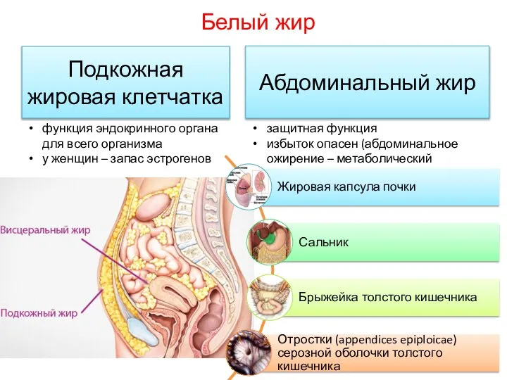 Белый жир Подкожная жировая клетчатка Абдоминальный жир функция эндокринного органа для