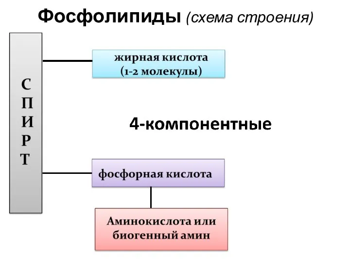 Фосфолипиды (схема строения)