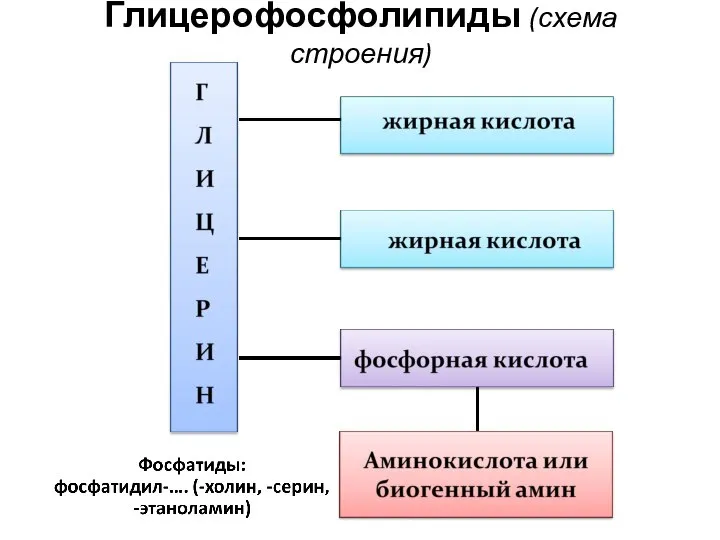 Глицерофосфолипиды (схема строения)