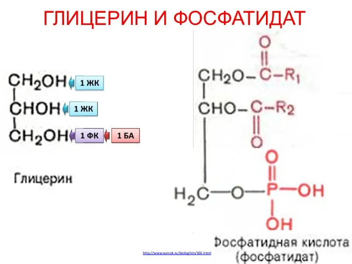 ГЛИЦЕРИН И ФОСФАТИДАТ http://www.xumuk.ru/biologhim/166.html