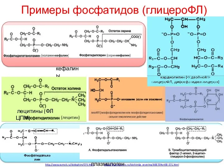 Примеры фосфатидов (глицероФЛ) http://www.xumuk.ru/biologhim/075.html http://biochemistry.ru/biohimija_severina/B5873Part58-371.html Фосфатидальхолин плазмалогены кефалины лецитины (ФЛ ЦПМ)