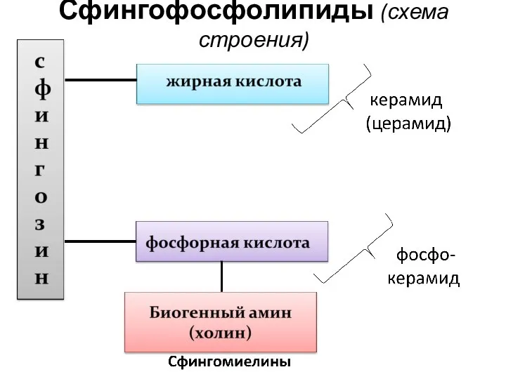 Сфингофосфолипиды (схема строения)