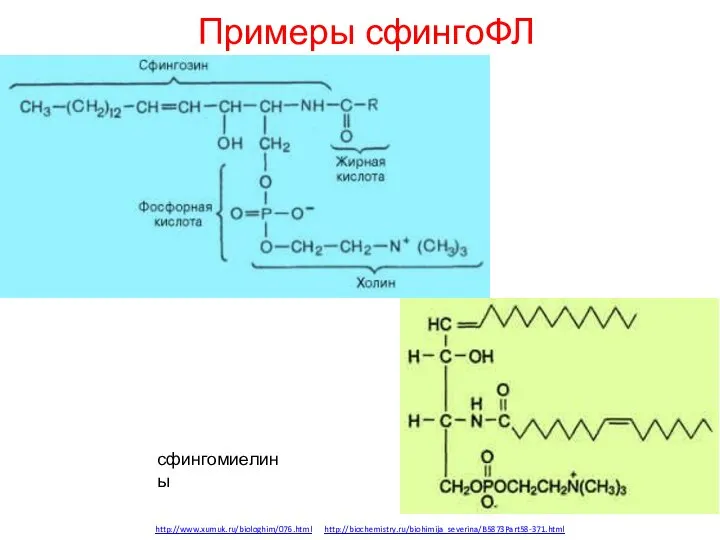 Примеры сфингоФЛ http://www.xumuk.ru/biologhim/076.html http://biochemistry.ru/biohimija_severina/B5873Part58-371.html сфингомиелины