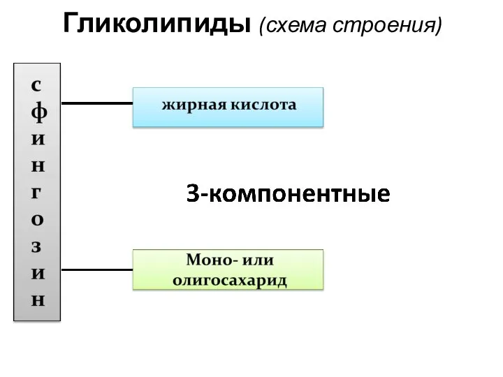 Гликолипиды (схема строения)