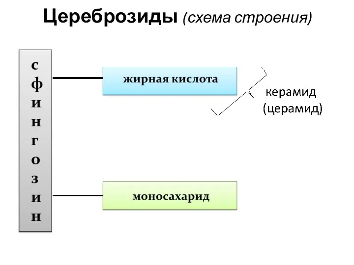 Цереброзиды (схема строения)