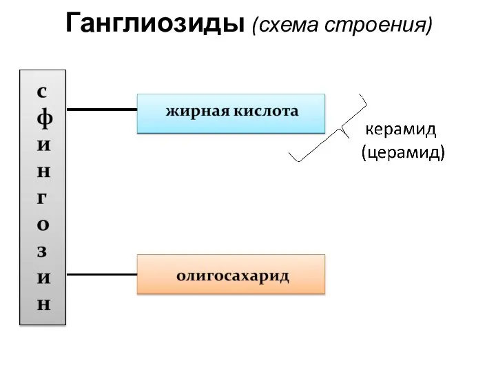 Ганглиозиды (схема строения)